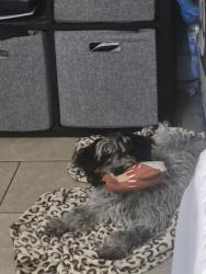 Lost Female Dog last seen Flower and highland, Santa Ana, CA 92701