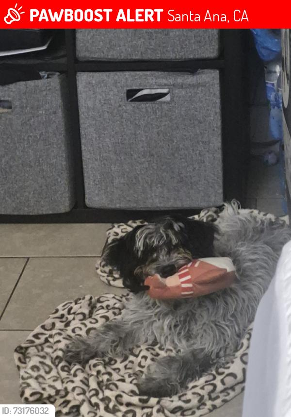 Lost Female Dog last seen Flower and highland, Santa Ana, CA 92701