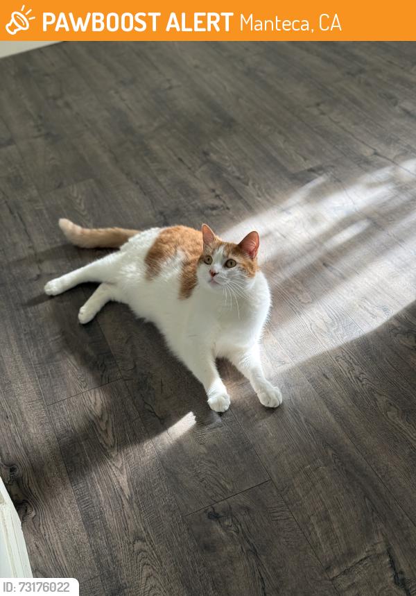 Found/Stray Male Cat last seen E Yosemite Ave Manteca Ca, Manteca, CA 95337