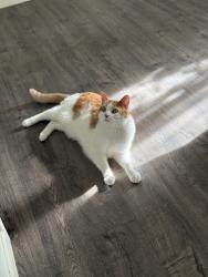Found/Stray Male Cat last seen E Yosemite Ave Manteca Ca, Manteca, CA 95337