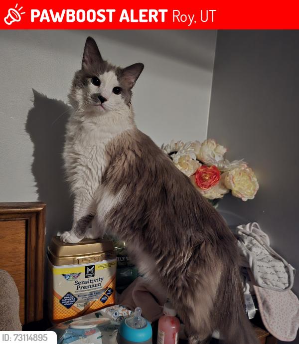 Lost Male Cat last seen West park drive, Roy, UT 84067