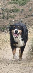 Reunited Male Dog last seen Broadway avenue Meridian 83642, Meridian, ID 83642