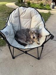 Lost Female Dog last seen Peden Rd. and Gilmore Creek Rd, Fort Worth, TX 76179