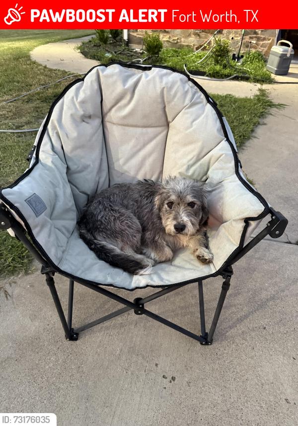 Lost Female Dog last seen Peden Rd. and Gilmore Creek Rd, Fort Worth, TX 76179