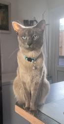 Reunited Male Cat last seen Waddon Ponds or Wandle Park, Greater London, England 