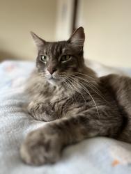 Lost Male Cat last seen Gardiner Park, Saratoga, CA 95070