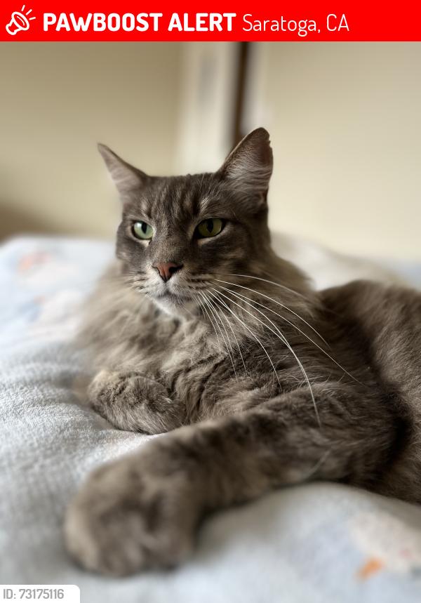Lost Male Cat last seen Gardiner Park, Saratoga, CA 95070