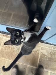 Found/Stray Female Cat last seen Mission San Jose, San Antonio, TX 78214