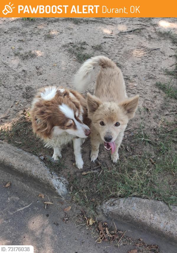 Found/Stray Unknown Dog last seen University, Durant, OK 74701