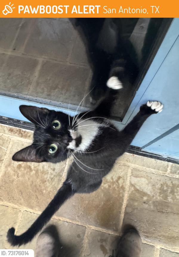 Found/Stray Female Cat last seen Mission San Jose, San Antonio, TX 78214