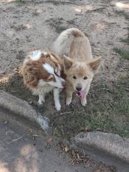Found/Stray Unknown Dog last seen University, Durant, OK 74701
