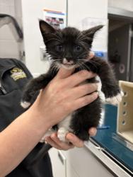 Shelter Stray Female Cat last seen Beverly DR in a storm drain, County/Unicorporated, NC, 1491 Business Park Ct, Gastonia, NC 28052, USA