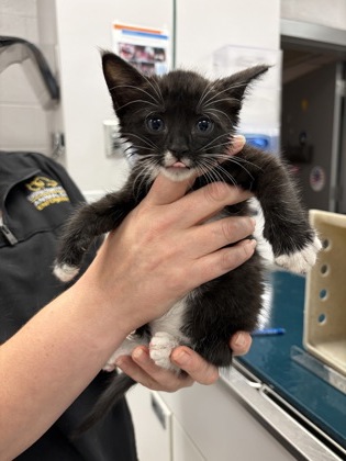 Shelter Stray Female Cat last seen Beverly DR in a storm drain, County/Unicorporated, NC, 1491 Business Park Ct, Gastonia, NC 28052, USA