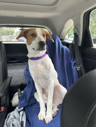 Found/Stray Male Dog last seen N Loop 336 W, Conroe, TX 77301