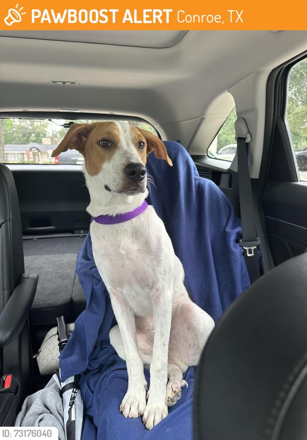 Found/Stray Male Dog last seen N Loop 336 W, Conroe, TX 77301