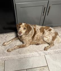 Reunited Male Dog last seen Walpole, High Point, NC 27265