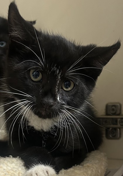 Shelter Stray Male Cat last seen Near Terrace Trl, Decatur, GA 30035, 30035, GA, 3280 Chamblee Dunwoody Rd, Chamblee, GA 30341, USA
