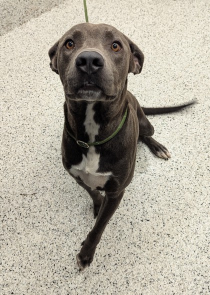 Shelter Stray Male Dog last seen Near kimberly mill rd, South Fulton, GA, 1251 Fulton Industrial Blvd NW, Atlanta, GA 30336, USA