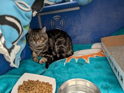 Shelter Stray Unknown Cat last seen Near Douglas Ln, City of Eau Claire, WI, 3900 Old Town Hall Rd, Eau Claire, WI 54701, USA