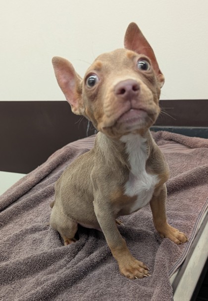 Shelter Stray Male Dog last seen Near Hamilton E. Holmes, Atlanta, GA, 1251 Fulton Industrial Blvd NW, Atlanta, GA 30336, USA