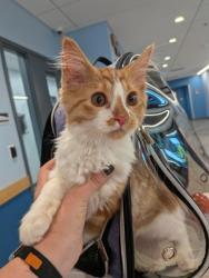 Shelter Stray Male Cat last seen Near block Imperial Circle, City of Eau Claire, WI, 3900 Old Town Hall Rd, Eau Claire, WI 54701, USA