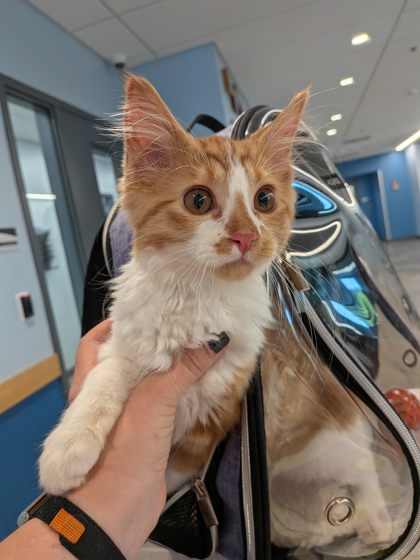 Shelter Stray Male Cat last seen Near block Imperial Circle, City of Eau Claire, WI, 3900 Old Town Hall Rd, Eau Claire, WI 54701, USA