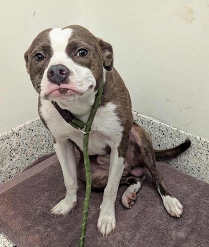 Shelter Stray Male Dog last seen Near lake Jonathan ln, Fairburn, GA, 1251 Fulton Industrial Blvd NW, Atlanta, GA 30336, USA
