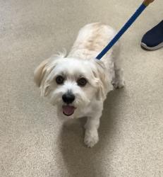Shelter Stray Male Dog last seen , , TX, 355 Hillshire Dr, Haslet, TX 76052, USA