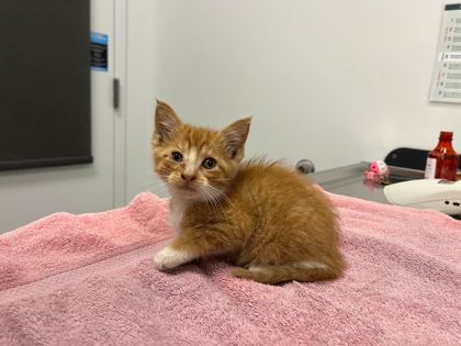 Shelter Stray Female Cat last seen Van Brunt Blvd & E Truman Rd W, 64127, 64127, MO, 7077 Elmwood Ave, Kansas City, MO 64132, USA