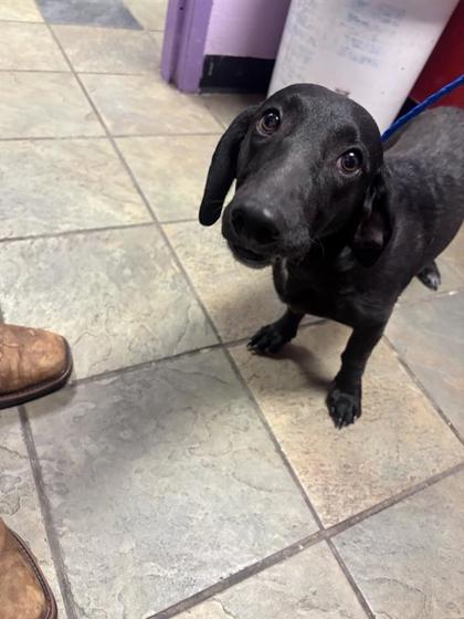Shelter Stray Female Dog last seen Near SOCORRO RD, SOCORRO, TX, 79927, Socorro, TX, 5001 Fred Wilson Ave, El Paso, TX 79906, USA