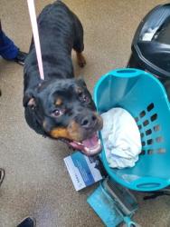 Shelter Stray Female Dog last seen Near Rivers Avenue, North Charleston, SC, 2455 Remount Rd, North Charleston, SC 29406, USA