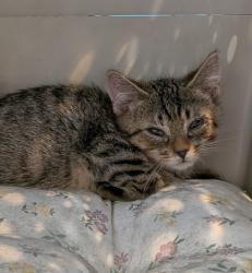 Shelter Stray Unknown Cat last seen 225th and Cummack, Hamilton County, IN, 10501 Hague Rd, Fishers, IN 46038, USA