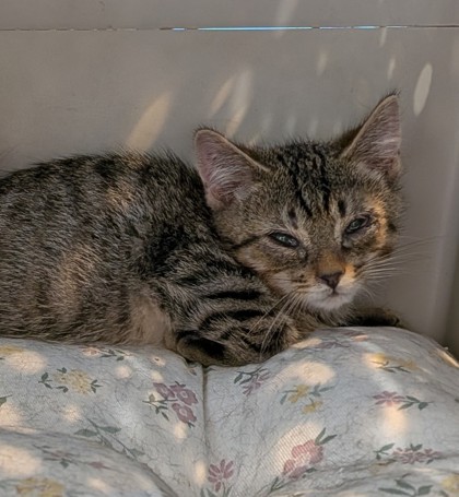 Shelter Stray Unknown Cat last seen 225th and Cummack, Hamilton County, IN, 10501 Hague Rd, Fishers, IN 46038, USA
