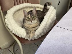 Lost Female Cat last seen Cambrian Park neighborhood, San Jose CA, San Jose, CA 95124