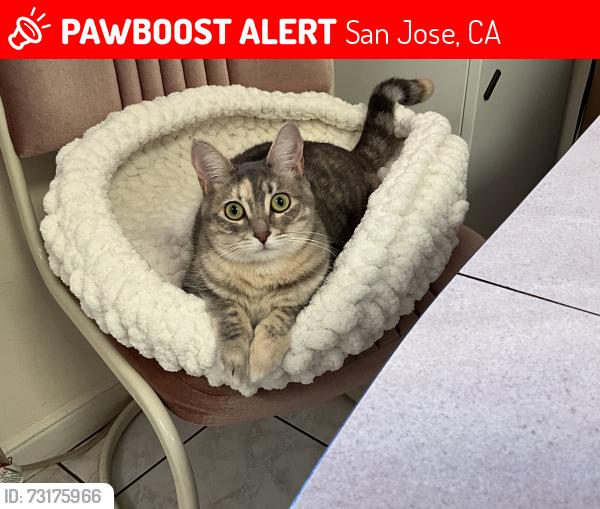Lost Female Cat last seen Cambrian Park neighborhood, San Jose CA, San Jose, CA 95124