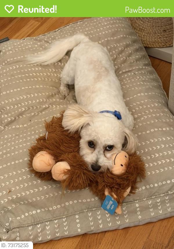 Reunited Male Dog last seen Near Pennington Rd, Greer, SC 29651, USA, Greer, SC 29651