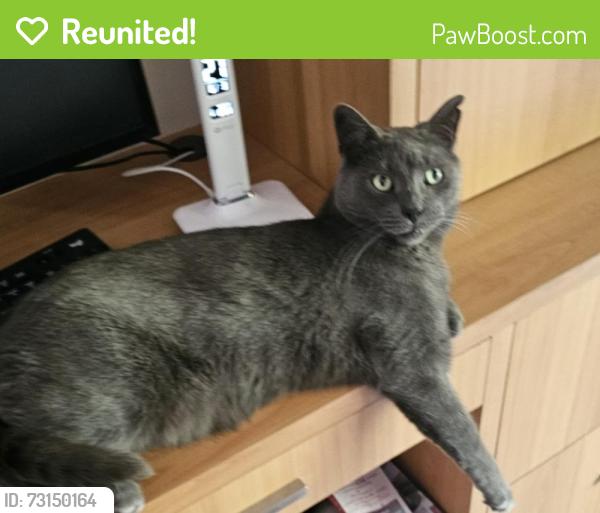 Reunited Male Cat last seen 2e Ave Nord, Roxboro, Quebec, Montréal, QC 