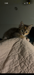 Reunited Female Cat last seen Westwick exactly Wickhollow ln close to the pool, Houston, TX 77043