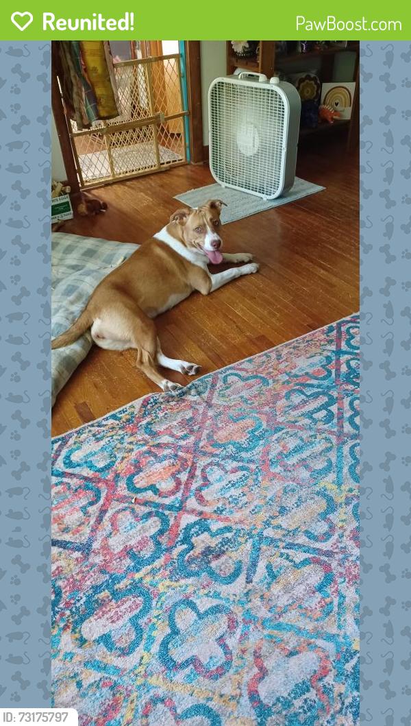 Reunited Female Dog last seen Lowell and 12th, Sioux Falls, SD 57103