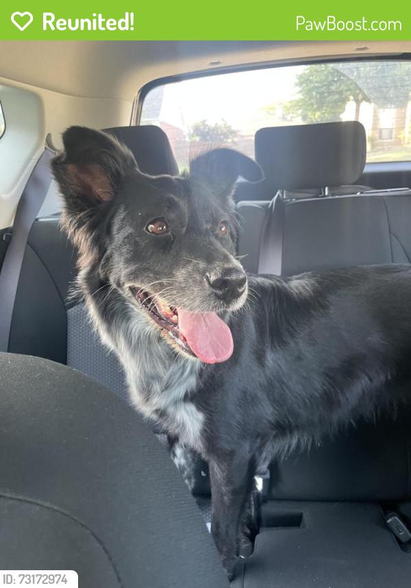 Reunited Female Dog last seen Rolater & canoe, Frisco, TX 75035