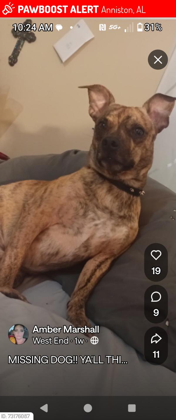 Lost Male Dog last seen parkwin and 10th st, Anniston, AL 36201