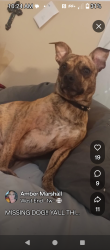 Lost Male Dog last seen parkwin and 10th st, Anniston, AL 36201