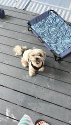 Lost Male Dog last seen Church st Freeport fl, Freeport, FL 32439