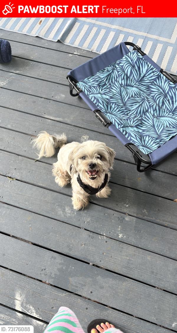 Lost Male Dog last seen Church st Freeport fl, Freeport, FL 32439
