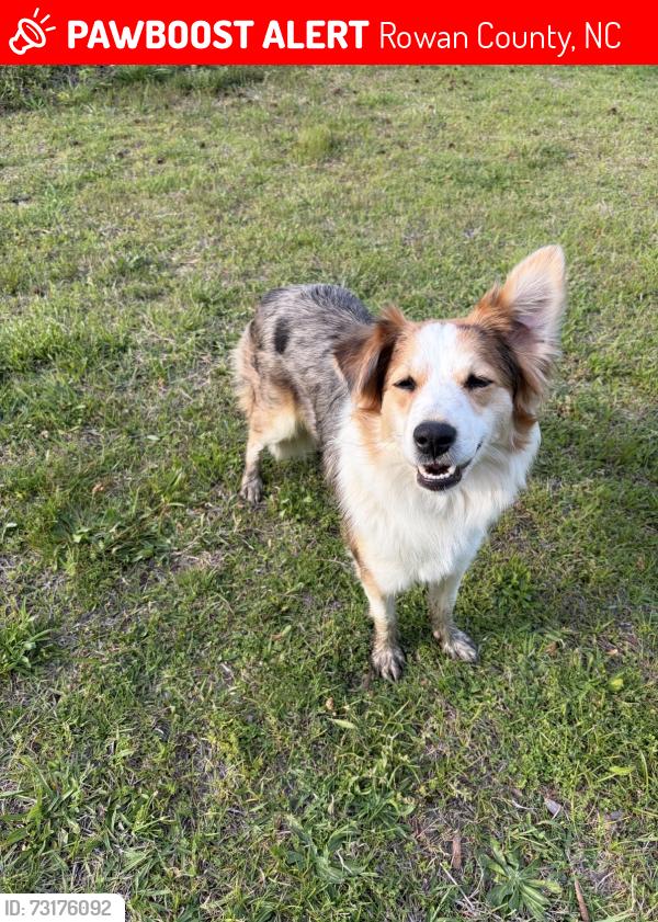 Lost Female Dog last seen Old union church rd, Rowan County, NC 28146