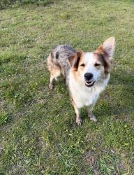 Lost Female Dog last seen Old union church rd, Rowan County, NC 28146