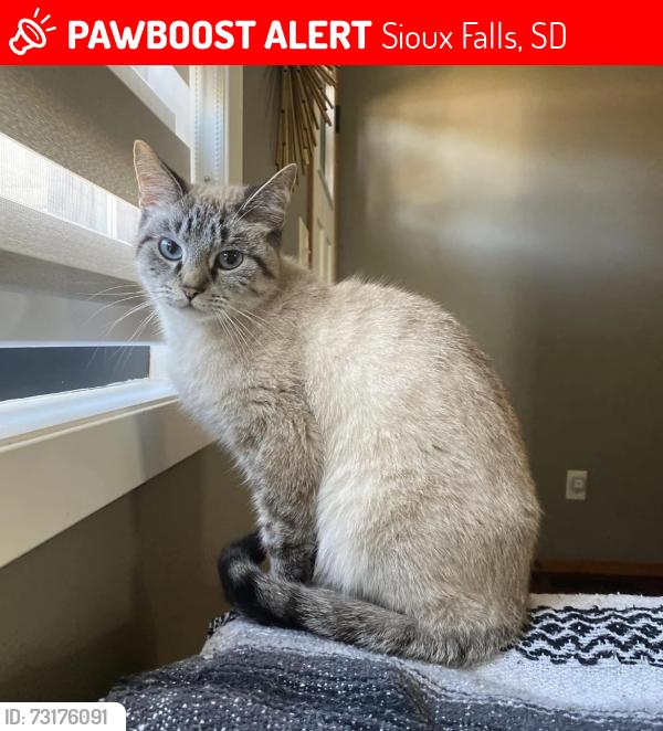 Lost Female Cat last seen 18th St and Marion Rd, Sioux Falls, SD 57106