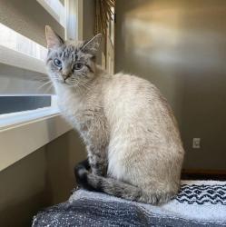 Lost Female Cat last seen 18th St and Marion Rd, Sioux Falls, SD 57106