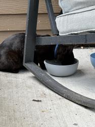 Found/Stray Unknown Cat last seen Wellstone apmts, Lakewood, WA 98499