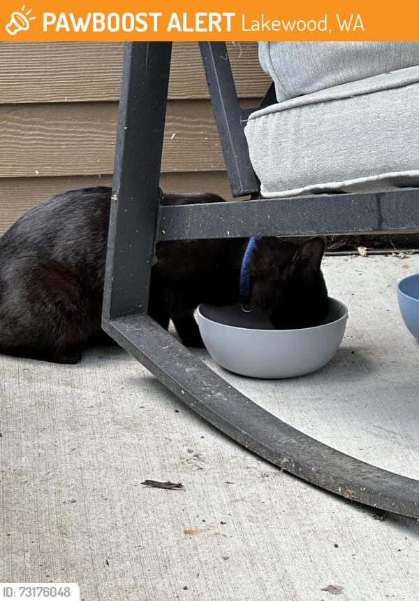 Found/Stray Unknown Cat last seen Wellstone apmts, Lakewood, WA 98499